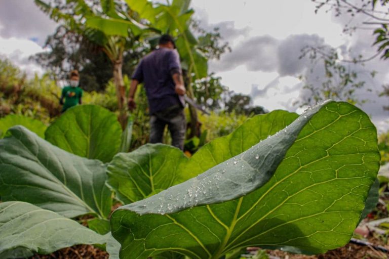 Agropecuária - geral - agricultura familiar -- plantação - plantações - MST - manutenção das hortas comunitárias onde se colhe os alimentos que compõem marmitas distribuídas pelo coletivo Marmitas da Terra em praças e ocupações urbanas de Curitiba e Região.