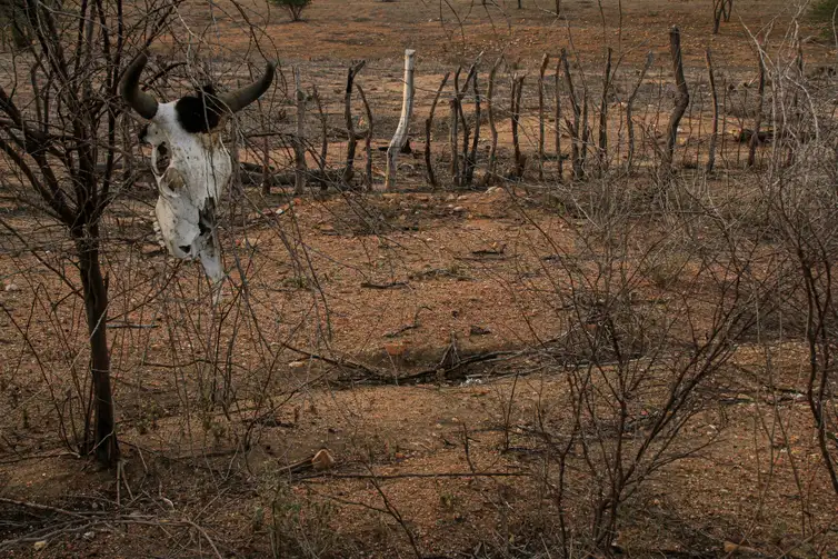 Paisagem característica de região afetada por processos de desertificação no Brasil.
