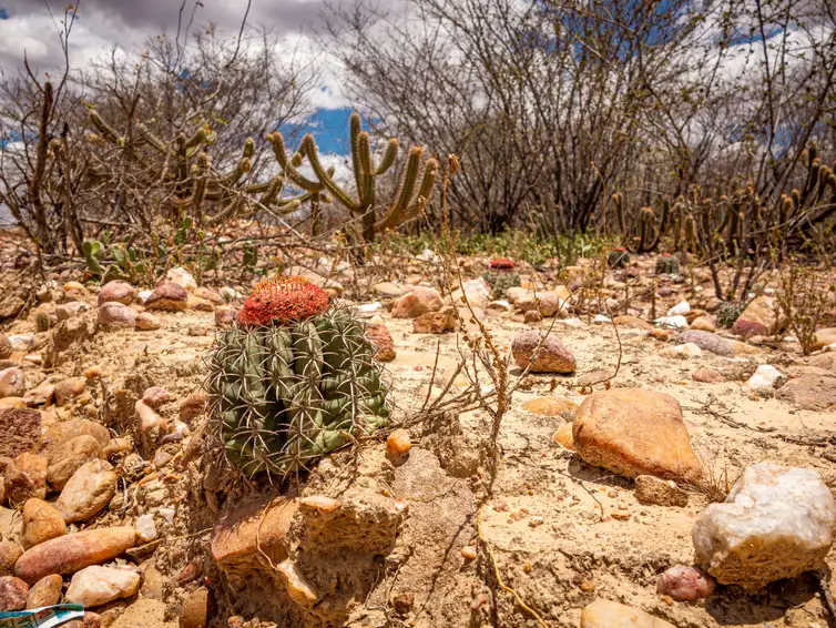 Detalhe da vegetação da Caatinga, bioma brasileiro vulnerável à desertificação.