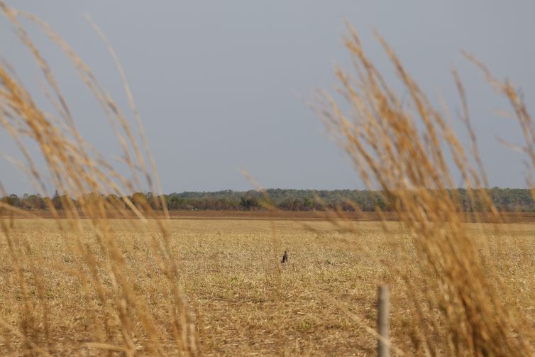 Gavião-caboclo em lavoura de cultivo de soja vista ao longo da rodovia MA-140