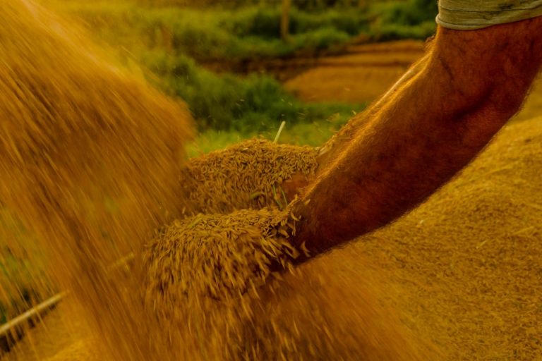 Plantações e colheita na agropecuária brasileira