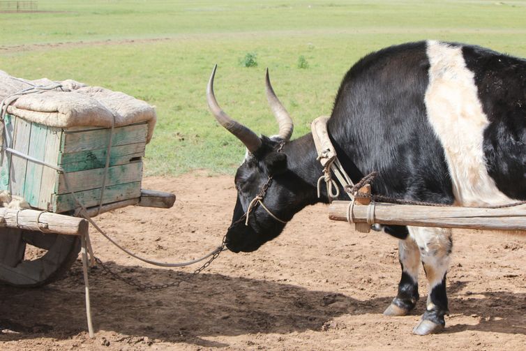 Rebanhos sofrem com o calor e a escassez de vegetação nas estepes