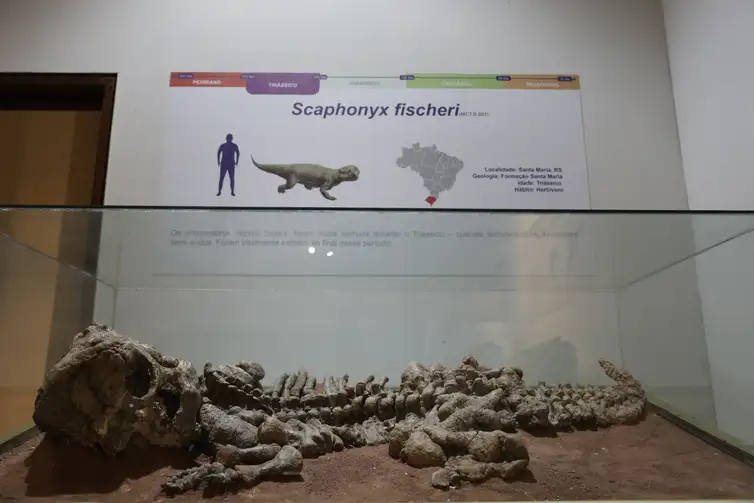 Fóssil de dinossauro perteneciente ao acervo do MCTer exposto no Rio de Janeiro